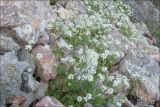 Sobolewskia sibirica
