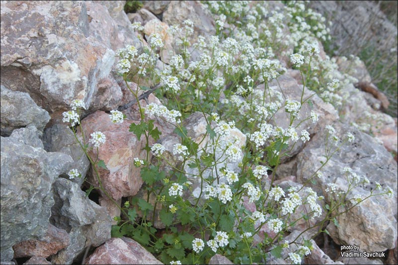 Изображение особи Sobolewskia sibirica.