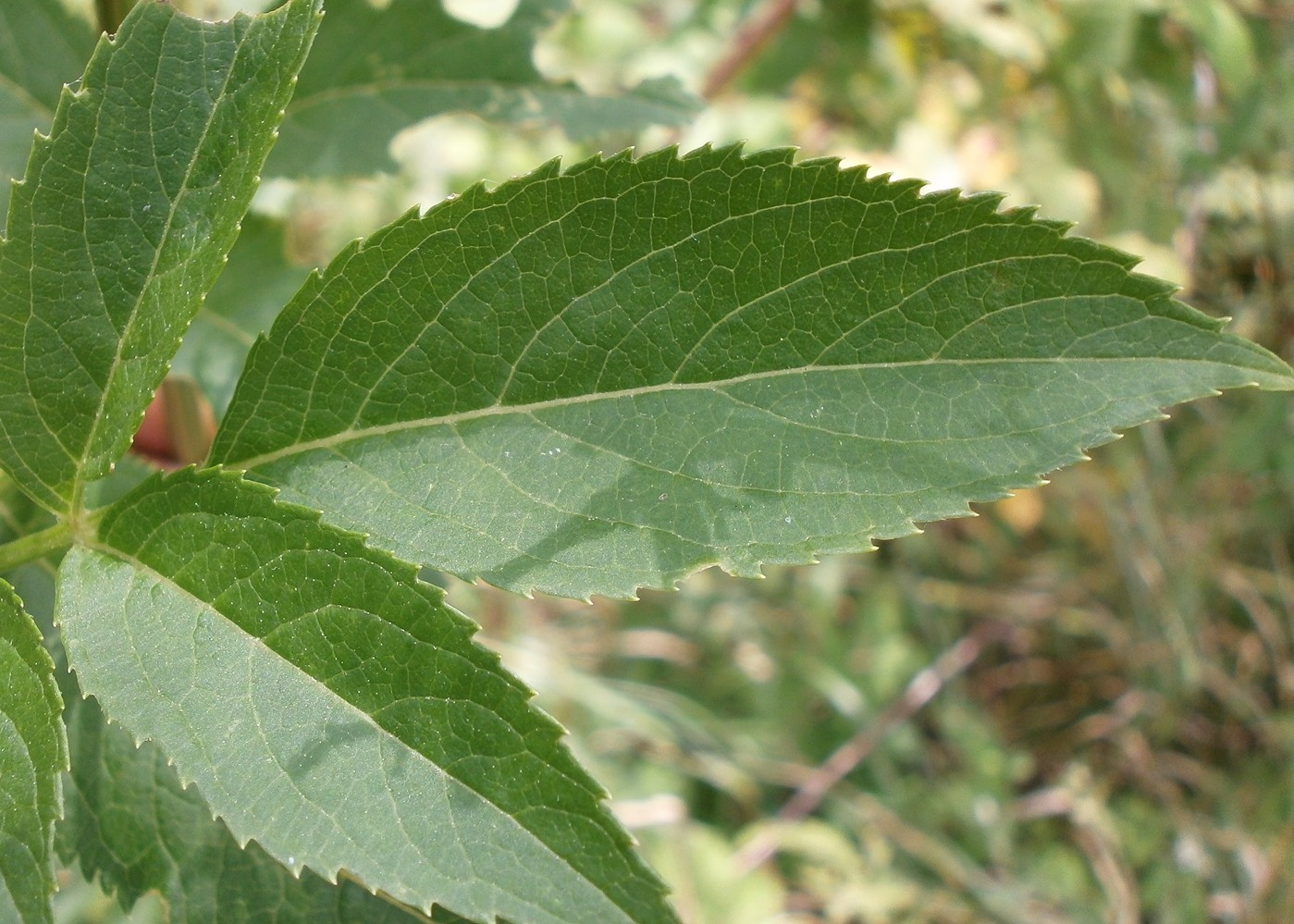 Изображение особи Sambucus ebulus.