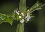 Lycopus europaeus. Часть побега с соцветием. Саратов, Кумысная поляна. 12.07.2014.