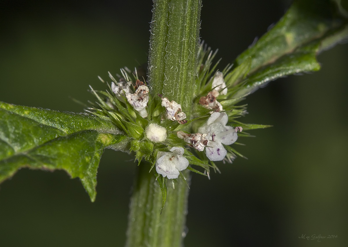 Изображение особи Lycopus europaeus.