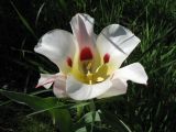 Tulipa greigii