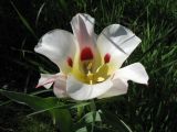 Tulipa greigii. Цветок, редкая белая морфа. Казахстан, хр. Каратау, ущ. Беркара. 17 апреля 2012 г.