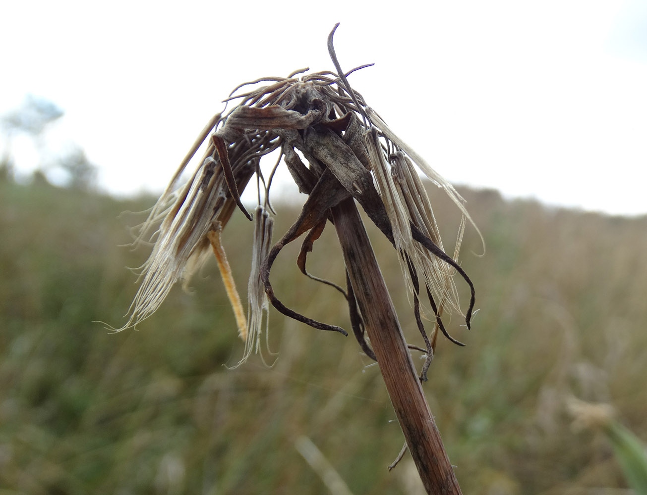 Изображение особи род Tragopogon.