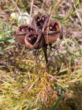 Paeonia tenuifolia