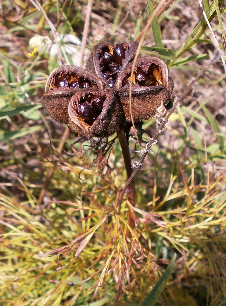 Image of Paeonia tenuifolia specimen.