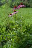 Echinacea purpurea