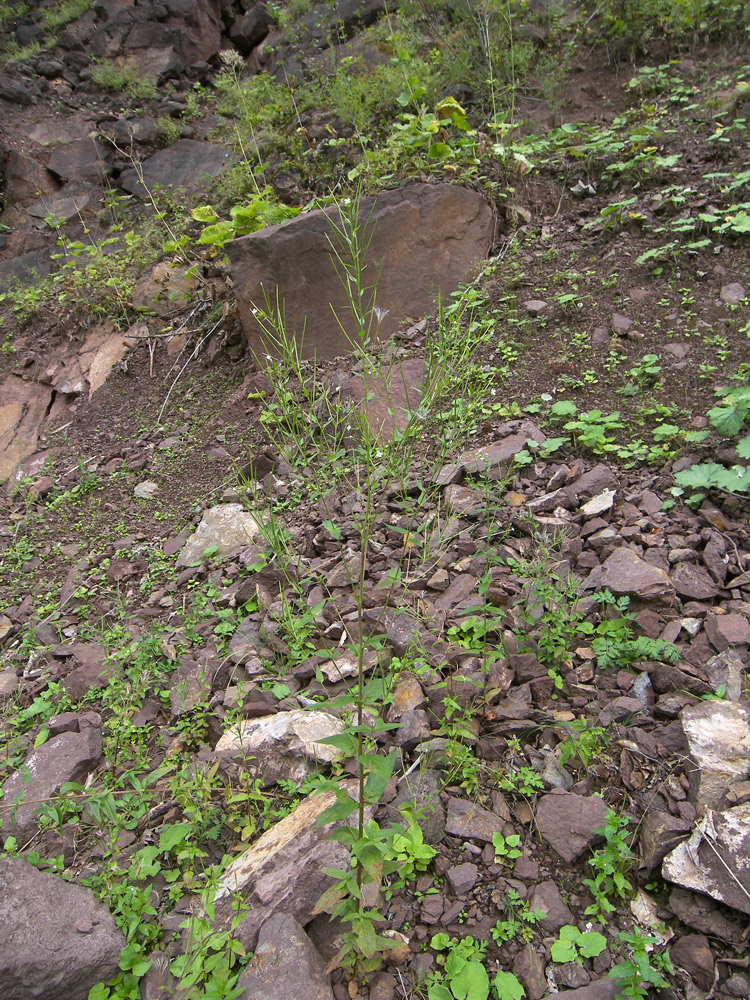 Изображение особи Epilobium pseudorubescens.