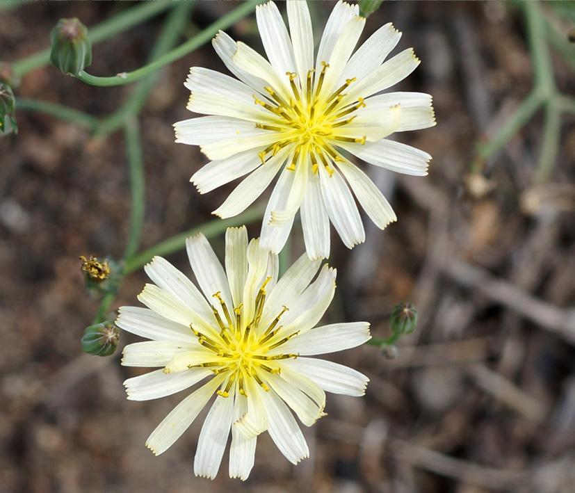 Image of Ixeridium gramineum specimen.