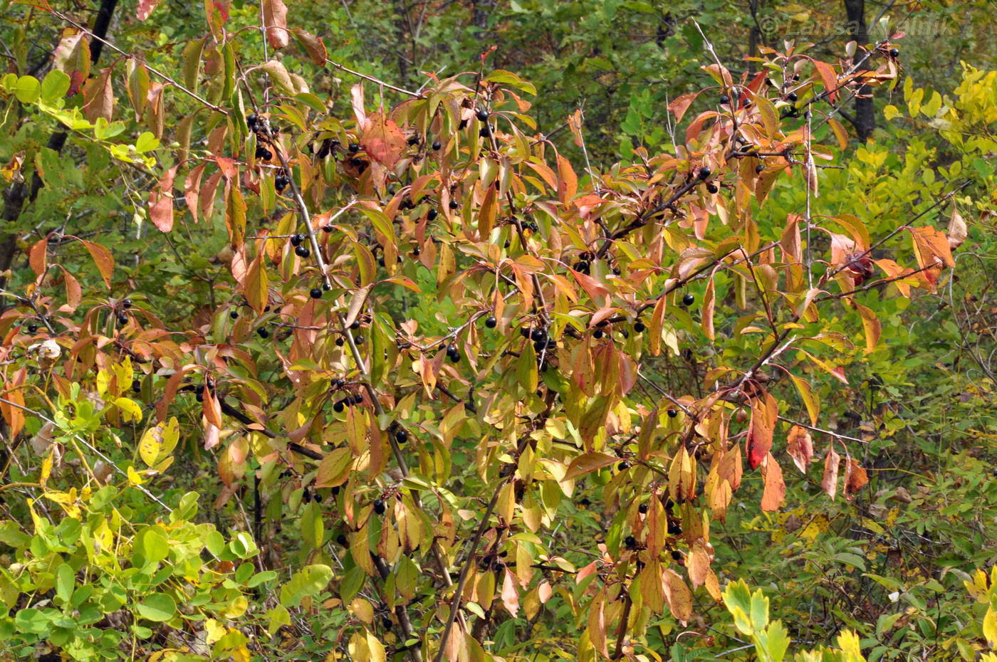 Image of Rhamnus diamantiaca specimen.