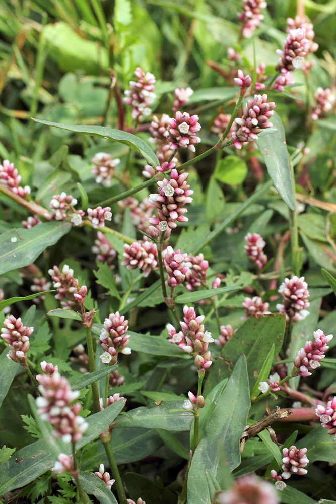 Image of Persicaria maculosa specimen.