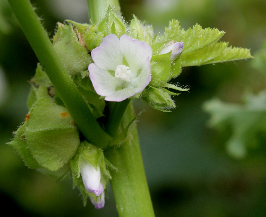 Image of Malva verticillata var. crispa specimen.