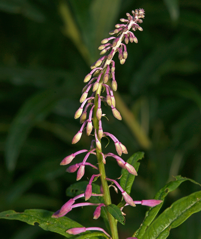 Image of Chamaenerion angustifolium specimen.