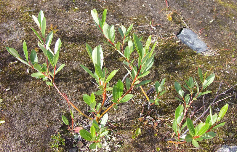 Изображение особи Salix phylicifolia.