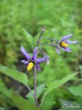 Solanum kitagawae