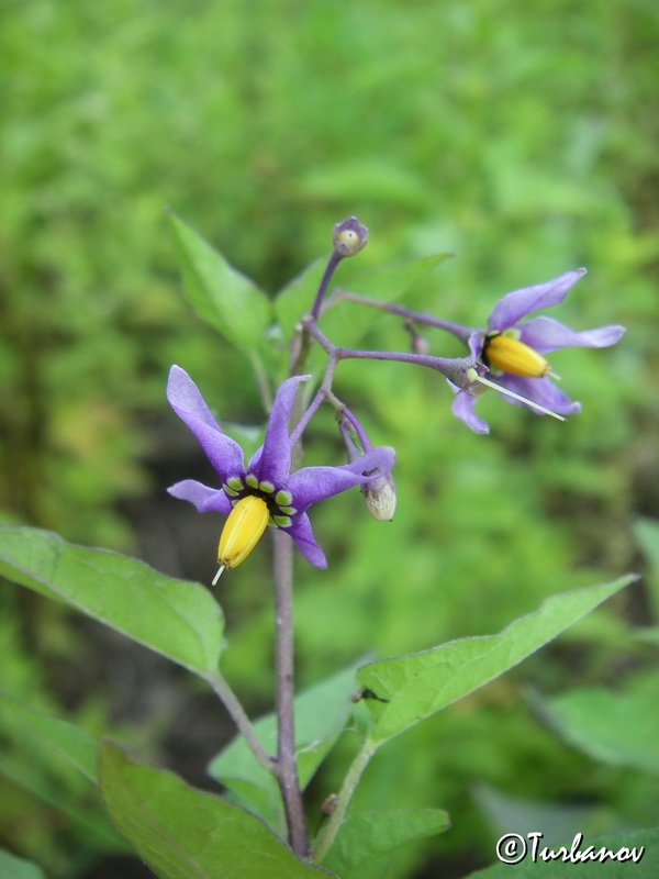 Изображение особи Solanum kitagawae.