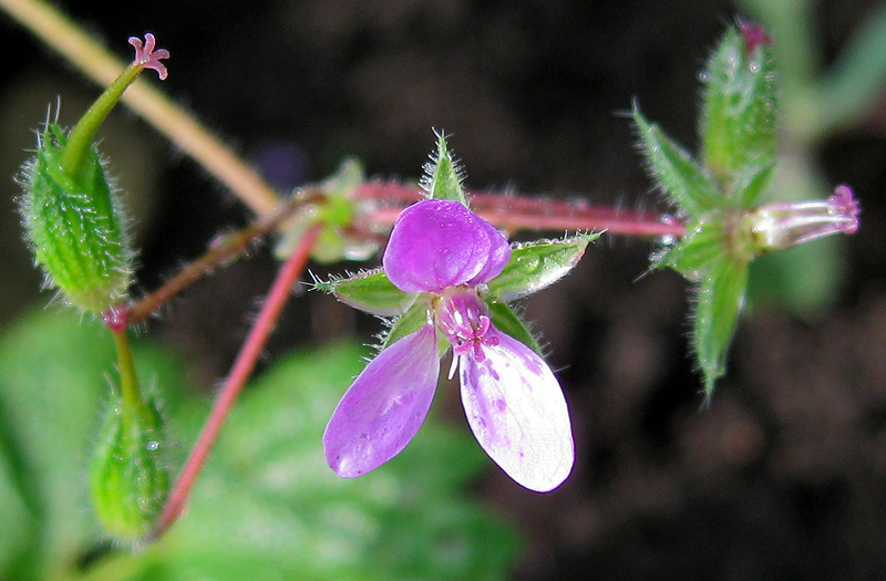 Изображение особи Erodium cicutarium.