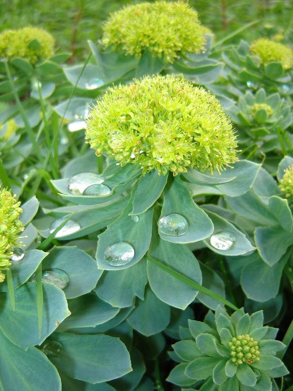 Image of Rhodiola rosea specimen.