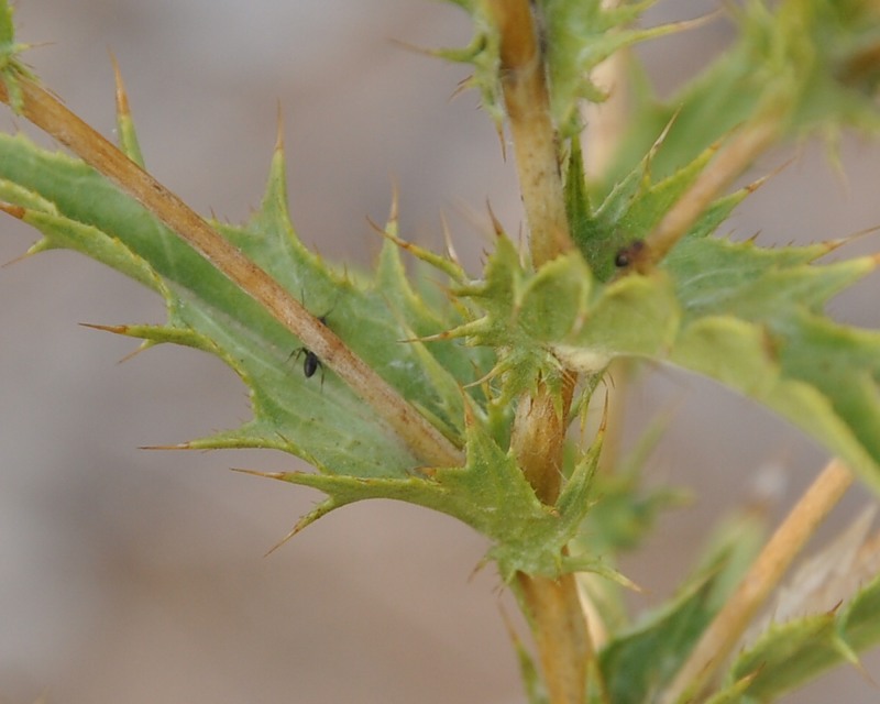 Изображение особи Carlina corymbosa.