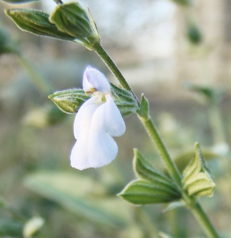 Image of Salvia reflexa specimen.