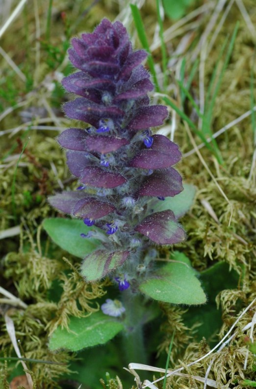 Изображение особи Ajuga pyramidalis.