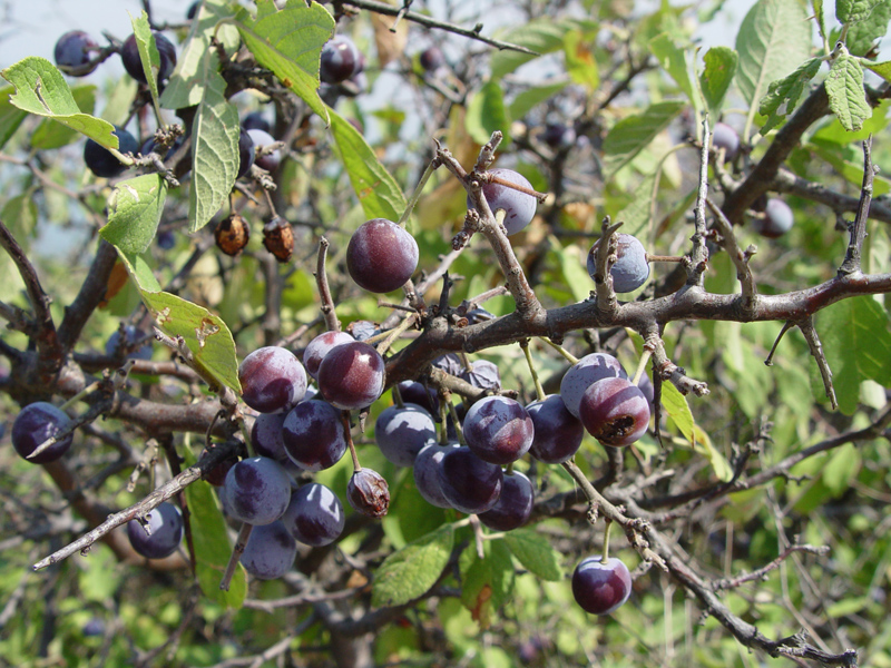 Image of Prunus stepposa specimen.