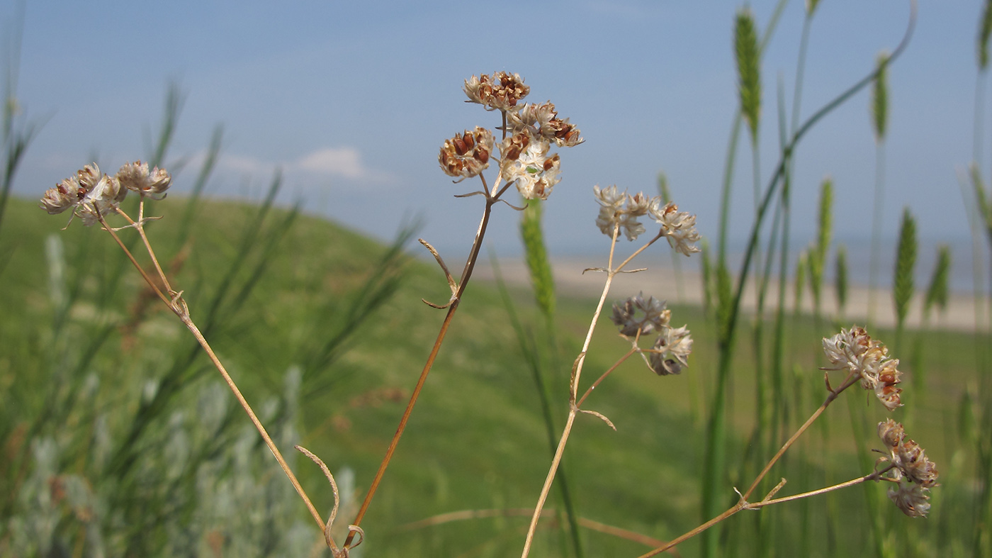 Изображение особи Valerianella carinata.