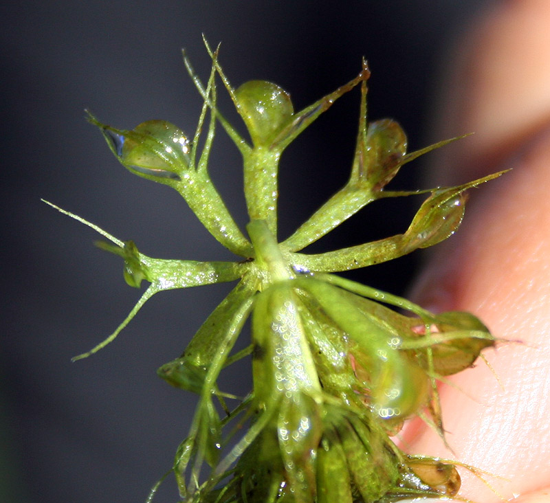 Image of Aldrovanda vesiculosa specimen.