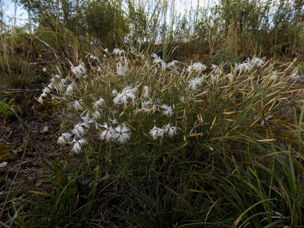 Image of Dianthus arenarius specimen.