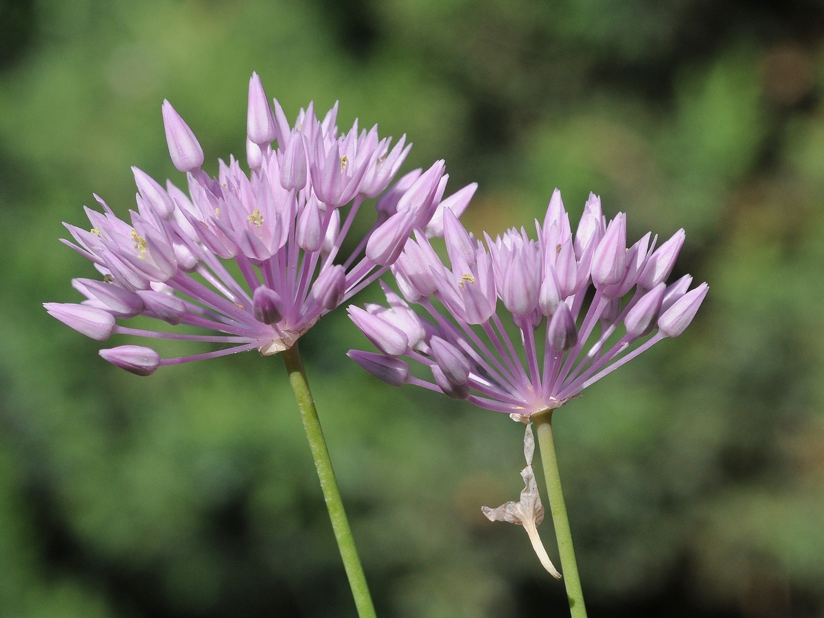 Image of Allium rubellum specimen.