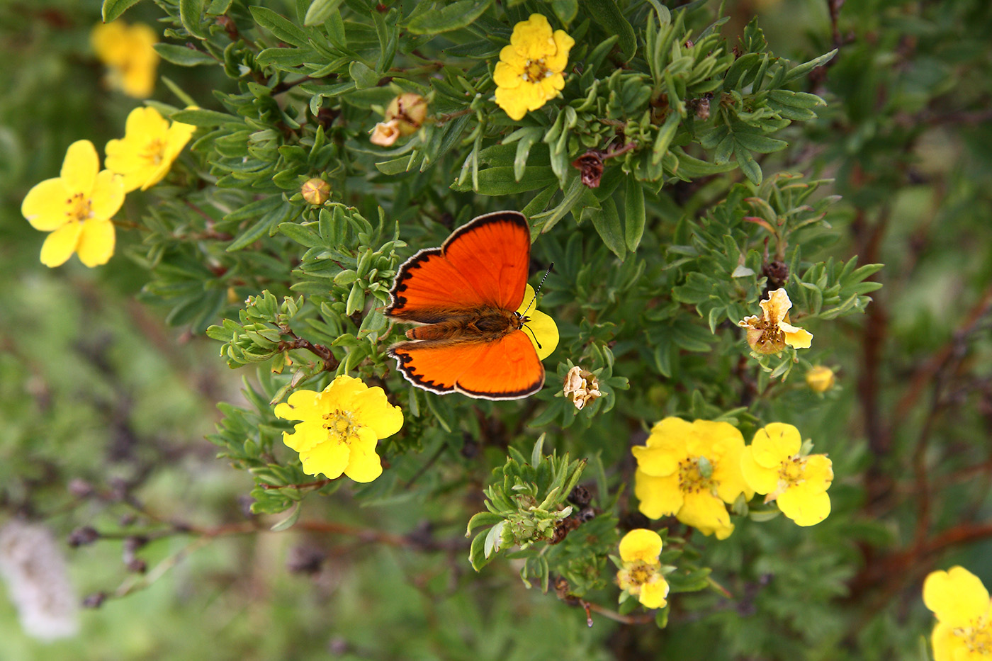 Image of Dasiphora fruticosa specimen.