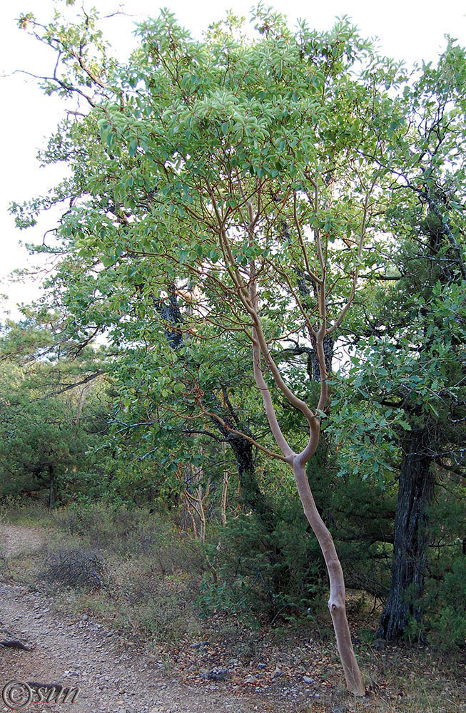 Image of Arbutus andrachne specimen.