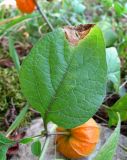 Alkekengi officinarum. Лист с поражением. Краснодарский край, Сочи, окр. с. Ахштырь, лес. 16.07.2015.