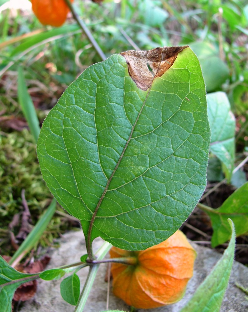 Изображение особи Alkekengi officinarum.