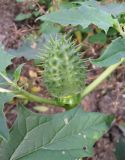 Datura stramonium