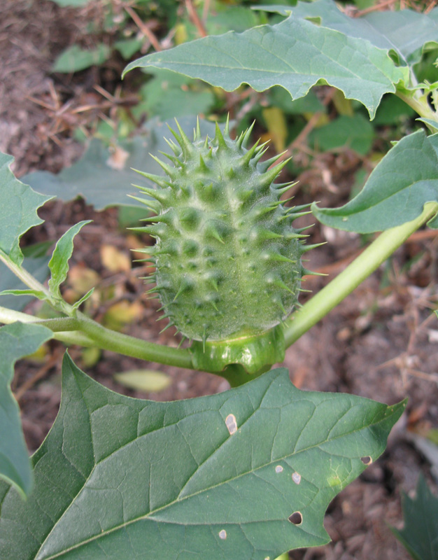 Изображение особи Datura stramonium.