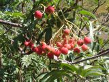 Sorbus tianschanica. Плодоносящая ветвь растения. Южный Казахстан, Зап. Тянь-Шань, Угамский хр., верховья ущ. Сайрам-Су, ≈ 2350 м н.у.м. 20 августа 2015 г.