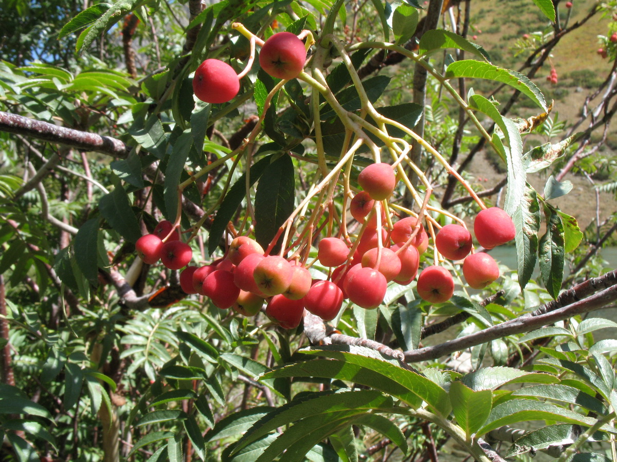 Изображение особи Sorbus tianschanica.