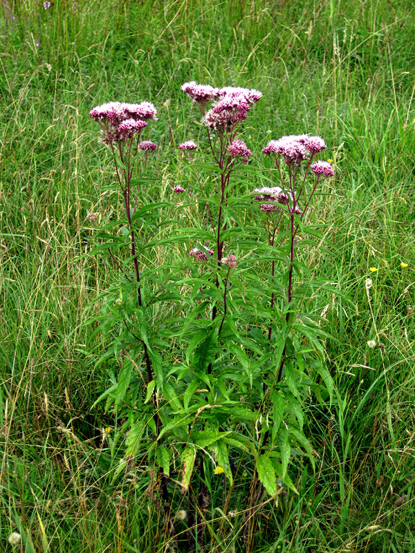 Изображение особи Eupatorium cannabinum.