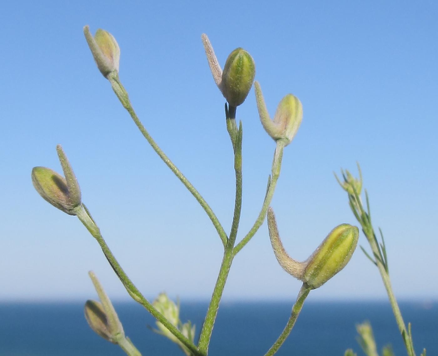 Изображение особи Delphinium paniculatum.