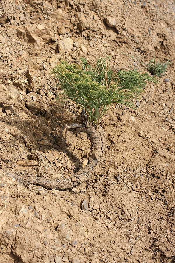 Image of Ferula tenuisecta specimen.