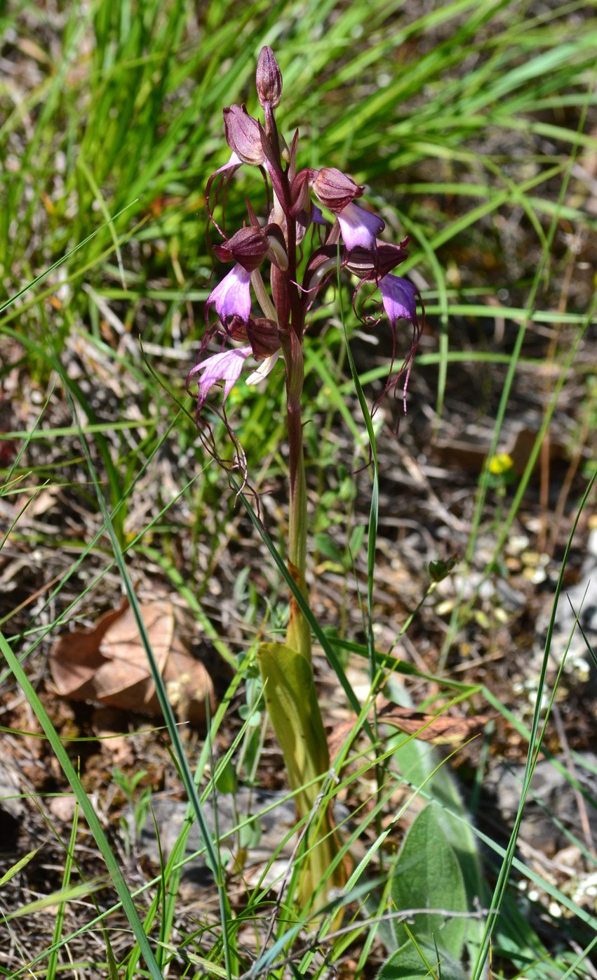 Изображение особи Himantoglossum comperianum.