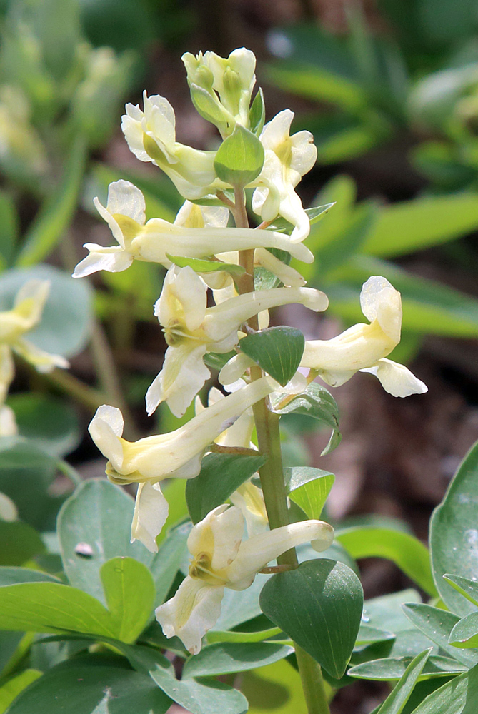 Изображение особи Corydalis marschalliana.