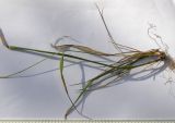 Achnatherum virescens