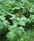 Geum macrophyllum. Верхушка плодоносящего растения. Томск, парк \"Университетская роща\". 07.07.2009.