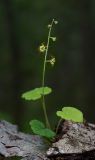 Mitella nuda