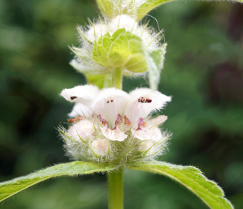 Изображение особи Stachyopsis lamiiflora.