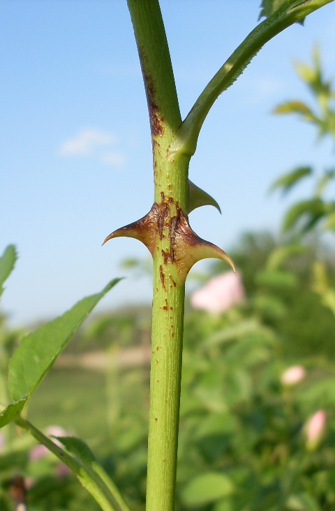 Image of Rosa canina specimen.