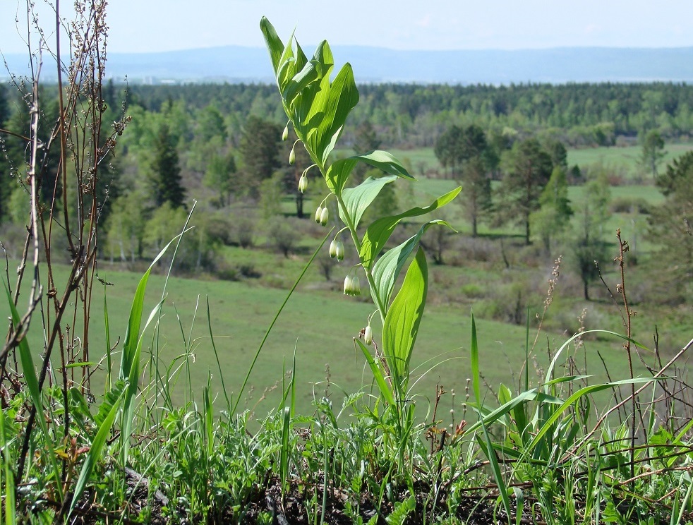 Image of Polygonatum odoratum specimen.