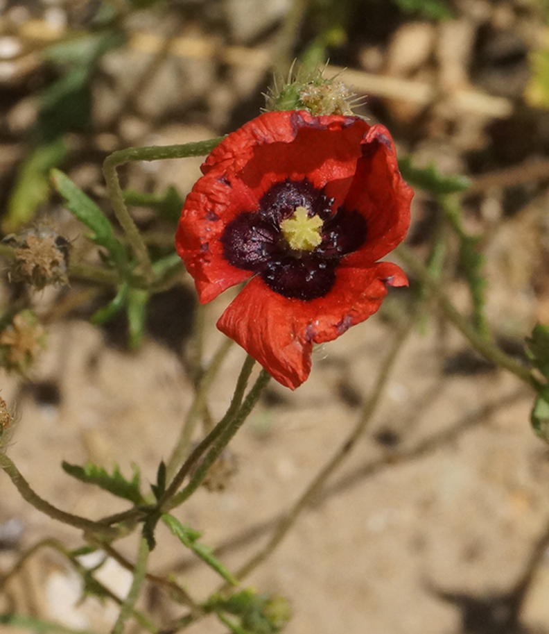 Image of Papaver pavoninum specimen.